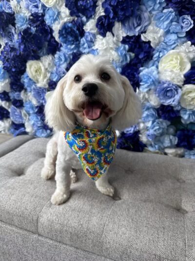 Pampered Pooches LLC - Midland Park, NJ