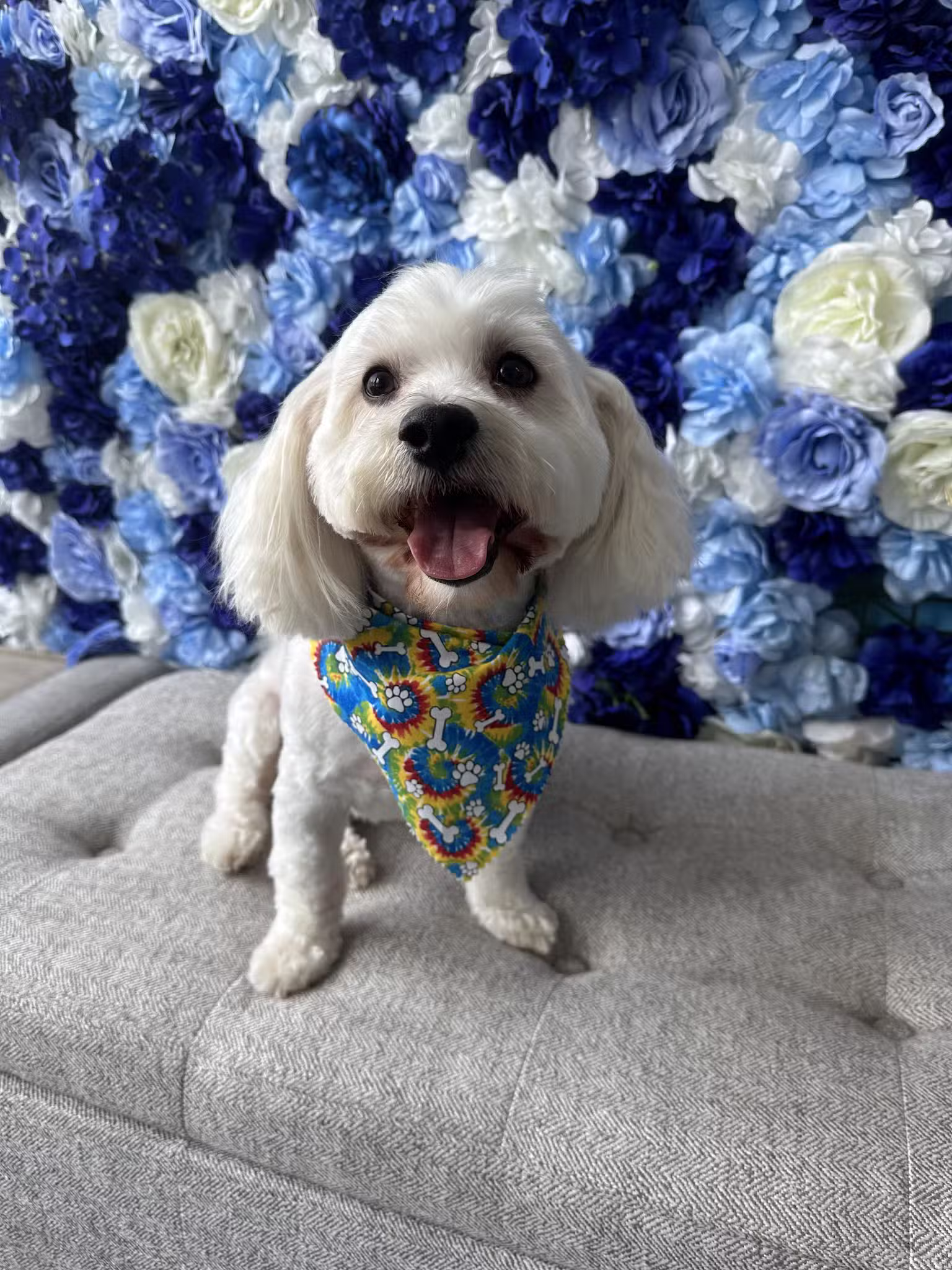 Pampered Pooches LLC - Midland Park, NJ