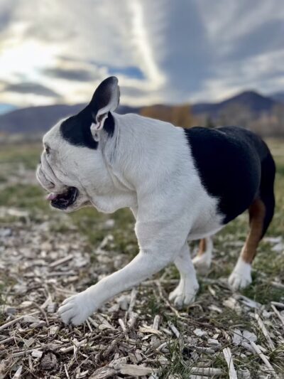 Midway Dog Park - Midway, UT