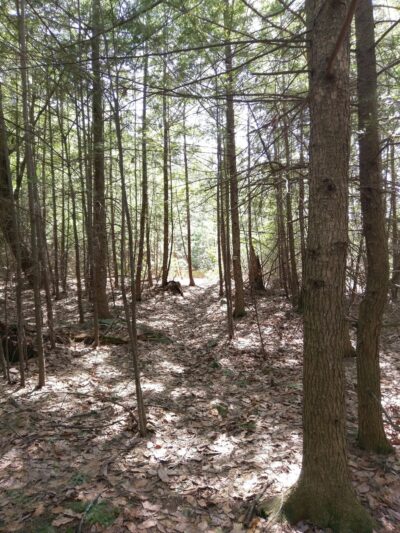 Mile Slip Town Forest Parking - Milford, NH