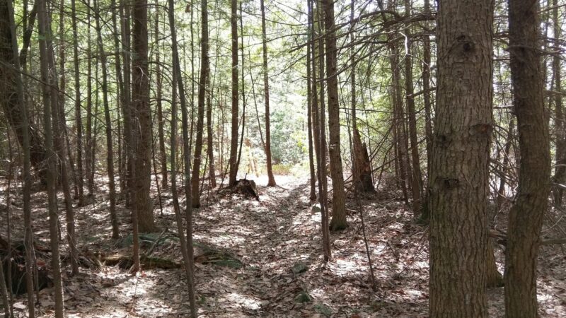 Mile Slip Town Forest Parking - Milford, NH