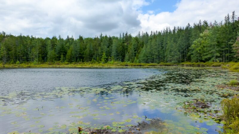 Mud Lake Trail - SR 58 Trailhead - Milford, NY