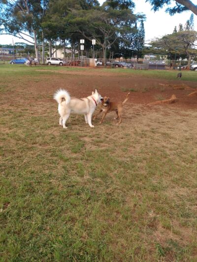 Mililani Dog Park - Mililani, HI