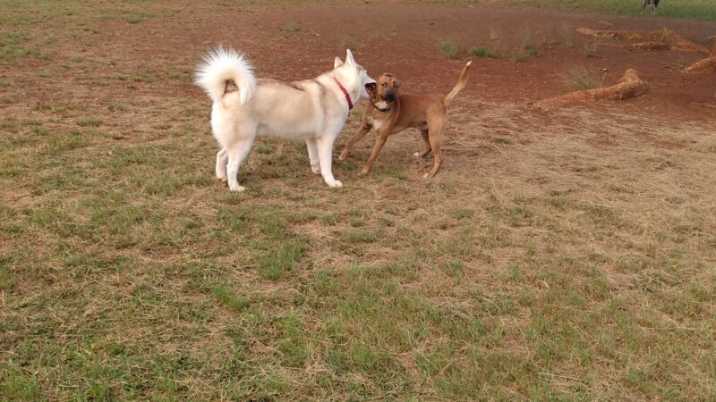 Mililani Dog Park - Mililani, HI