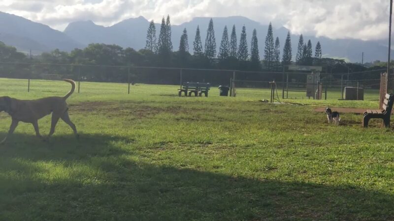 Mililani Dog Park - Mililani, HI