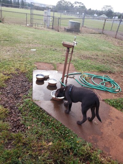 Mililani Dog Park - Mililani, HI