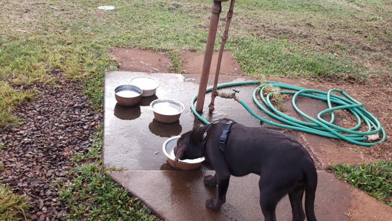 Mililani Dog Park - Mililani, HI