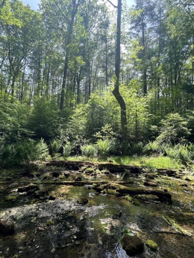 Bubbling Springs Day Use Area (recgovnpsdata) - Millboro, VA