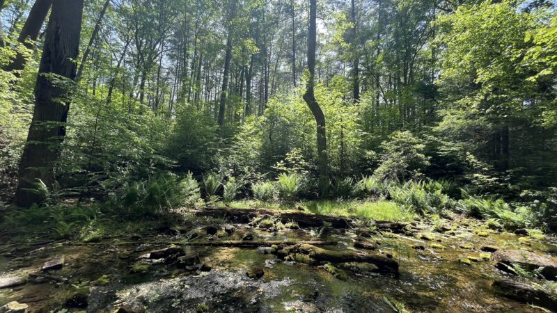 Bubbling Springs Day Use Area (recgovnpsdata) - Millboro, VA
