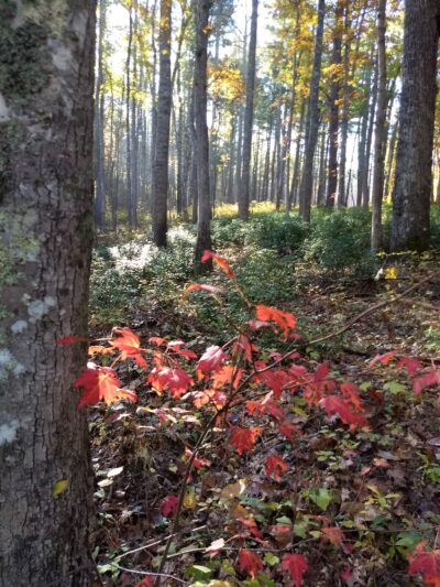 Bubbling Springs Day Use Area (recgovnpsdata) - Millboro, VA