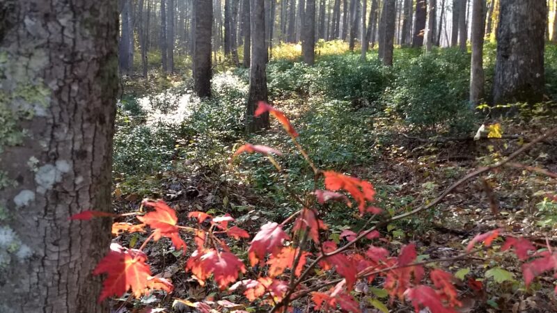 Bubbling Springs Day Use Area (recgovnpsdata) - Millboro, VA