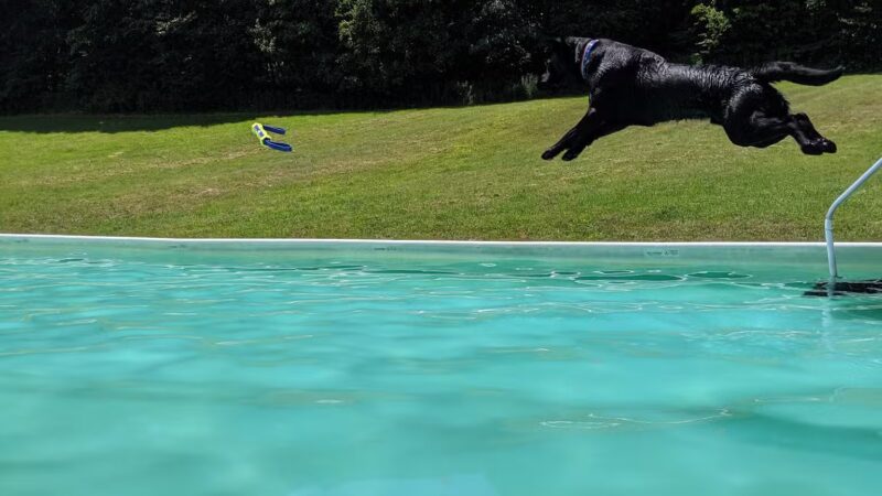 K9 Aqua Sports Club - Millerton, NY