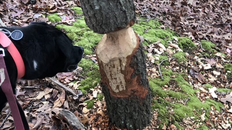 Beaver Dam Park - Milltown, NJ