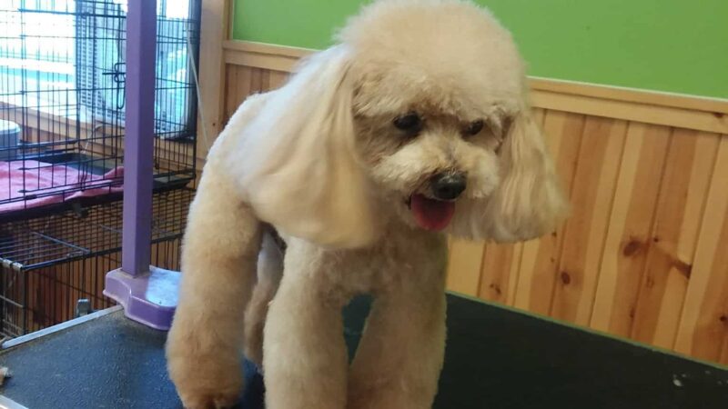 Millville's Pet Stop - Millville, DE