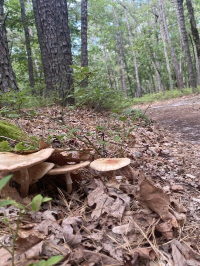 MAURICE RIVER NATURE AREA, VINELAND - Millville, NJ