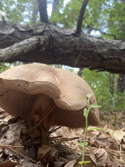MAURICE RIVER NATURE AREA, VINELAND - Millville, NJ