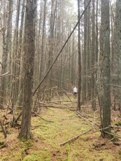 MAURICE RIVER NATURE AREA, VINELAND - Millville, NJ