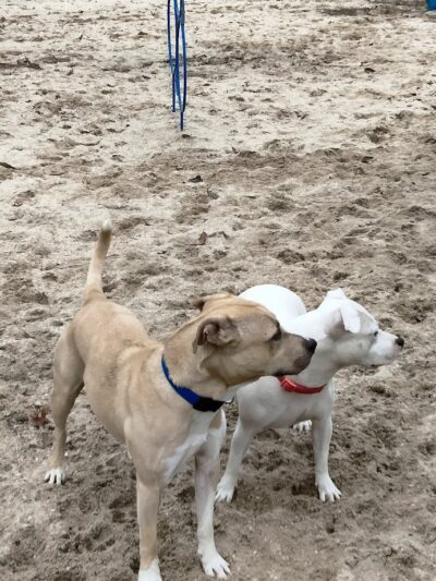 Thunderbolt Bark Park - Millville, NJ