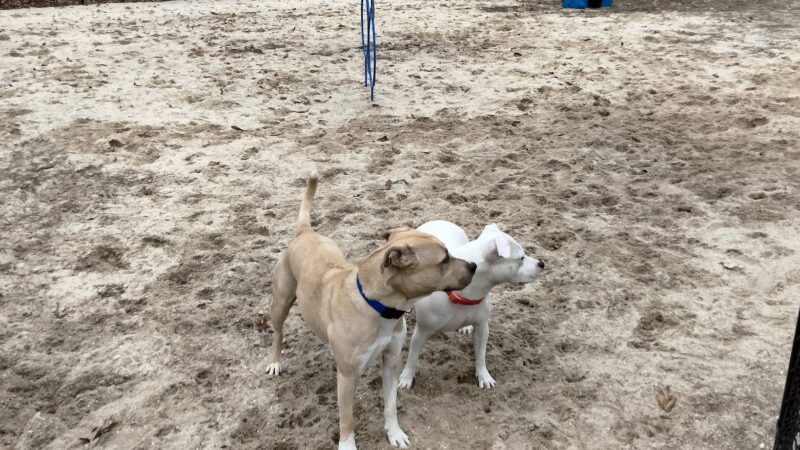 Thunderbolt Bark Park - Millville, NJ