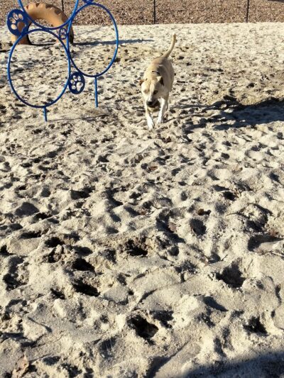 Thunderbolt Bark Park - Millville, NJ