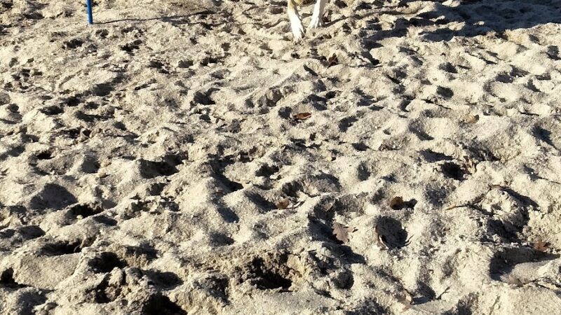 Thunderbolt Bark Park - Millville, NJ