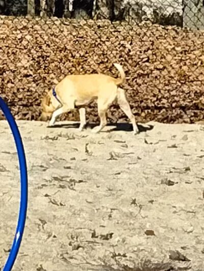 Thunderbolt Bark Park - Millville, NJ