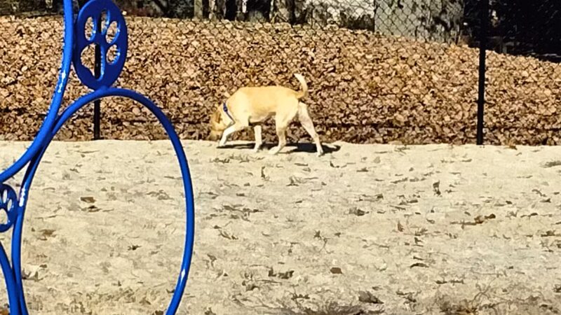 Thunderbolt Bark Park - Millville, NJ