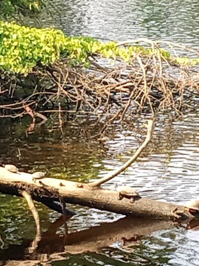 Riverside Park - Millville, NJ