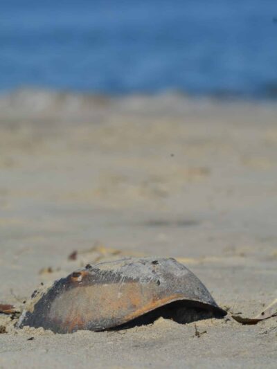 Beach Plum Island Nature Preserve - Milton, DE