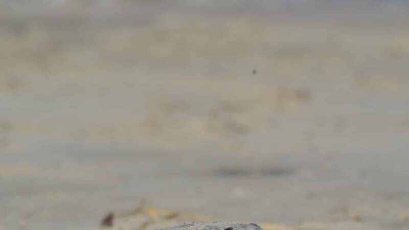 Beach Plum Island Nature Preserve - Milton, DE