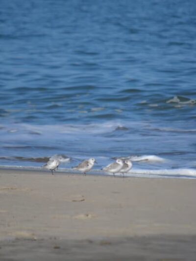 Beach Plum Island Nature Preserve - Milton, DE
