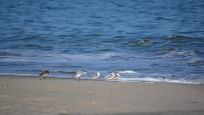 Beach Plum Island Nature Preserve - Milton, DE