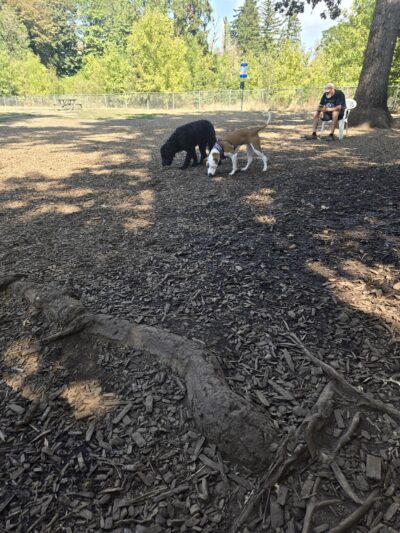 North Clackamas Parks and Recreation Off-Leash Dog Park - Milwaukie, OR
