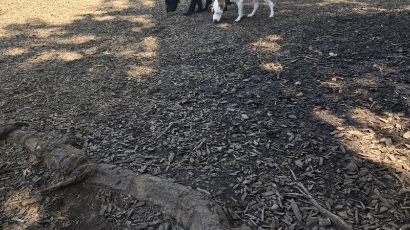 North Clackamas Parks and Recreation Off-Leash Dog Park - Milwaukie, OR