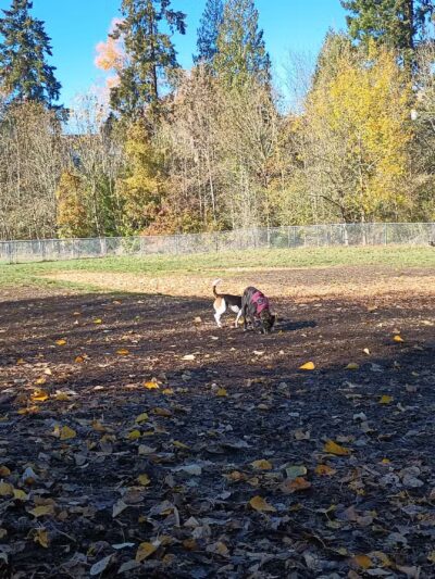 North Clackamas Parks & Recreation District - Milwaukie, OR