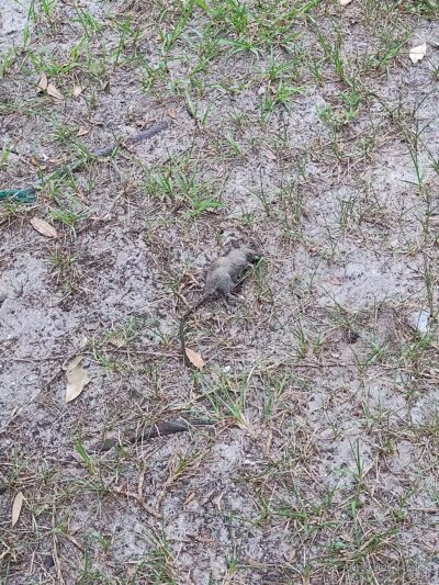 Dog Park at Love's Travel Stops - Mims, FL