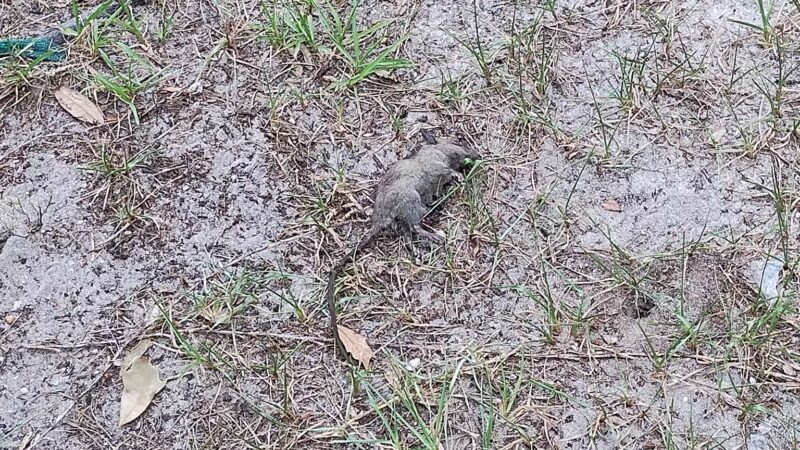 Dog Park at Love's Travel Stops - Mims, FL