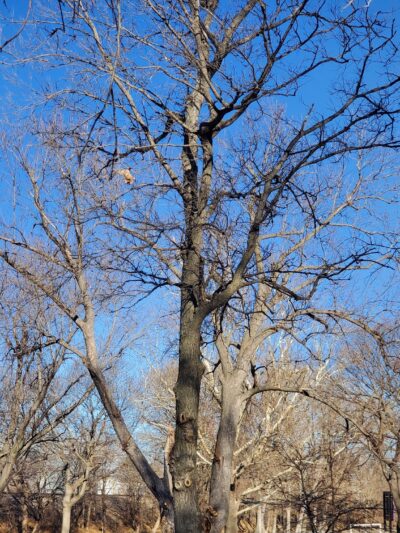 Augie Nelson Park - Minden, NE