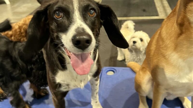 Barks & Rec - North Loop - Minneapolis, MN