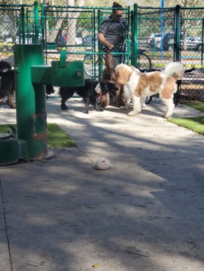 Minneola Dog park - Minneola, FL