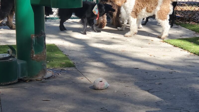 Minneola Dog park - Minneola, FL