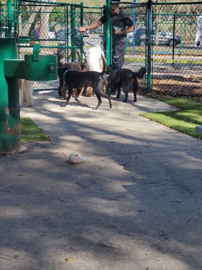 Minneola Dog park - Minneola, FL