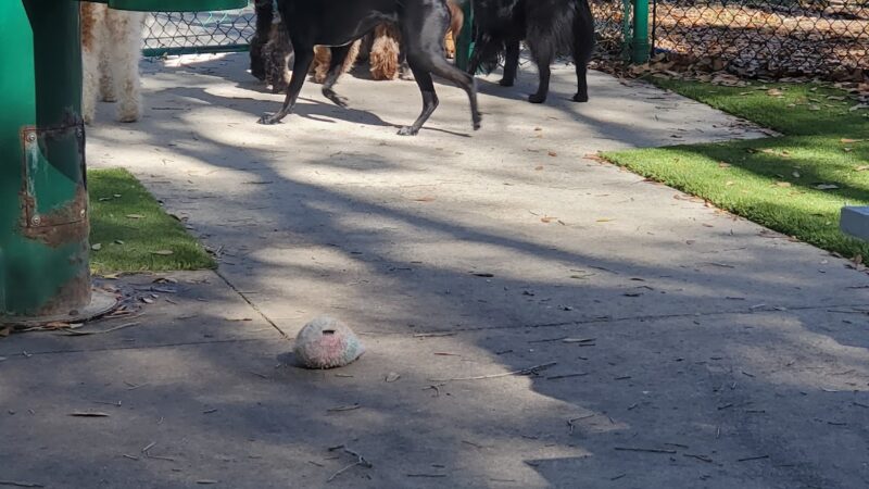 Minneola Dog park - Minneola, FL