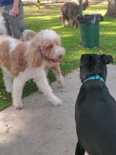 Minneola Dog park - Minneola, FL