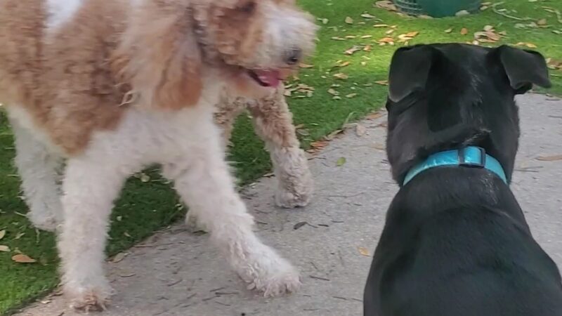 Minneola Dog park - Minneola, FL