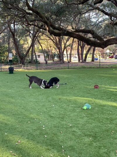 Minneola Dog park - Minneola, FL