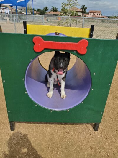 Banworth Dog Park - Mission, TX