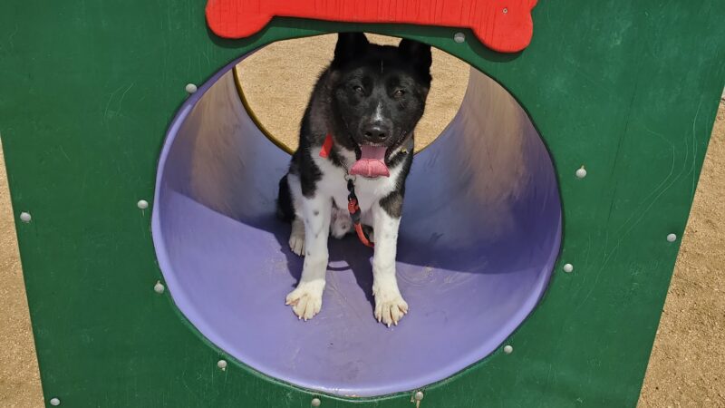 Banworth Dog Park - Mission, TX
