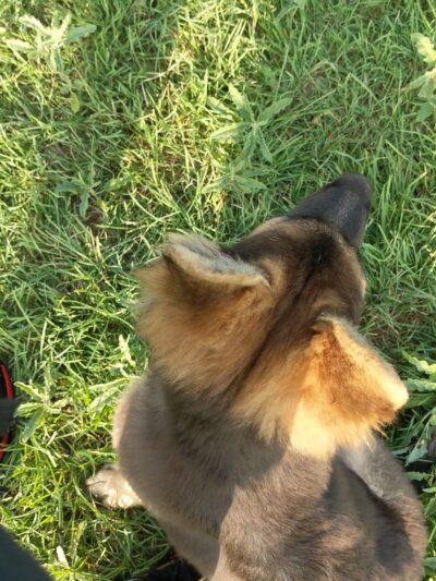 Banworth Dog Park - Mission, TX