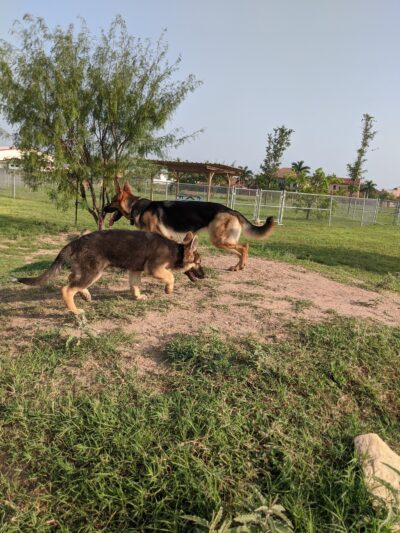 Banworth Dog Park - Mission, TX